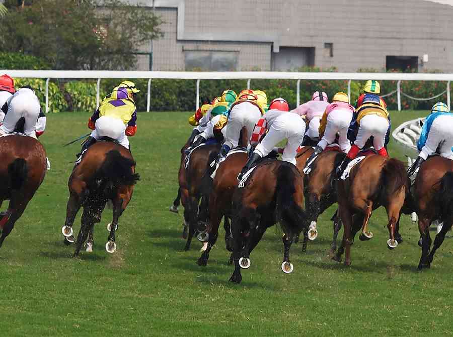 Flat Track Horse Racing