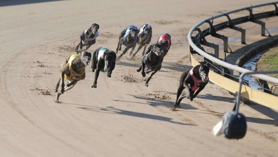 How To Bet On Dog Racing?